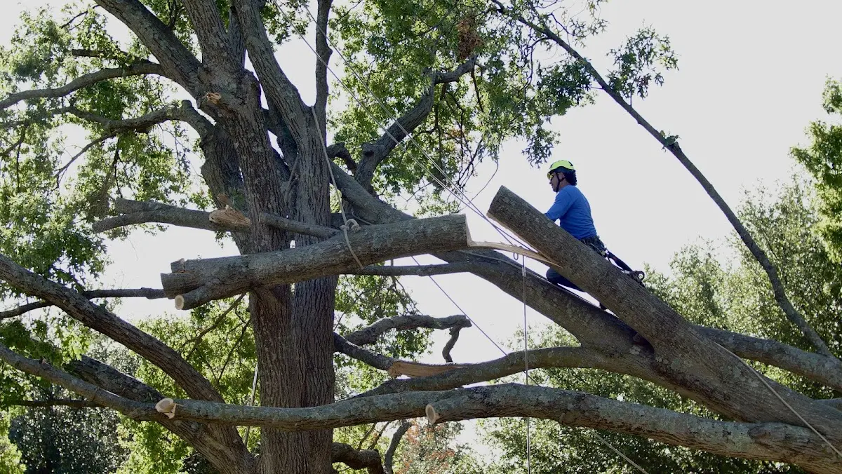 Professional Hazardous Tree Removal performed by certified arborists in Bellevue